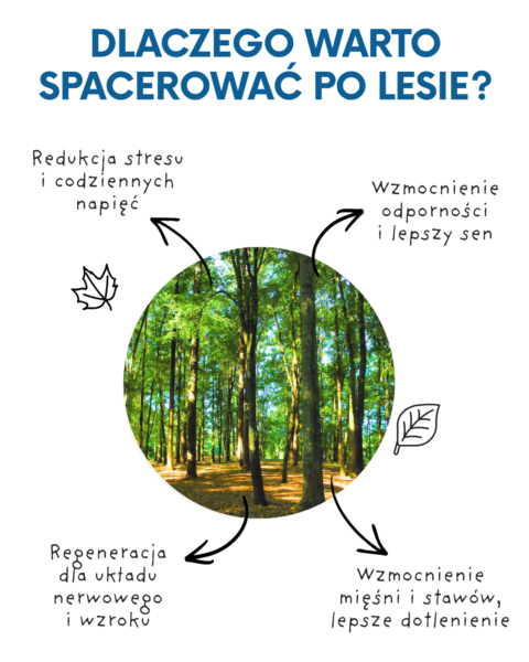 Dlaczego warto spacerować po lesie?